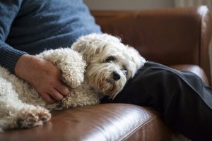 fluffy dog laying on sofa